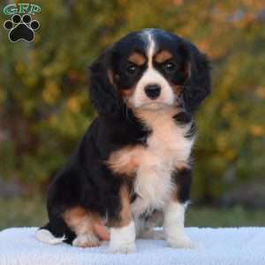 Bobby, Cavalier King Charles Spaniel Puppy